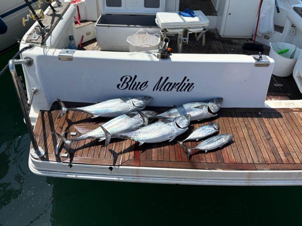 Recent Private Charter Success: Tuna Catch